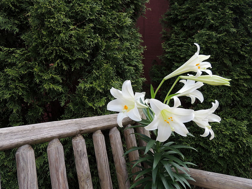 Easter Lilies On A Bench, Bench, graphy, Trees, Lilies, Flowers, Nature HD wallpaper