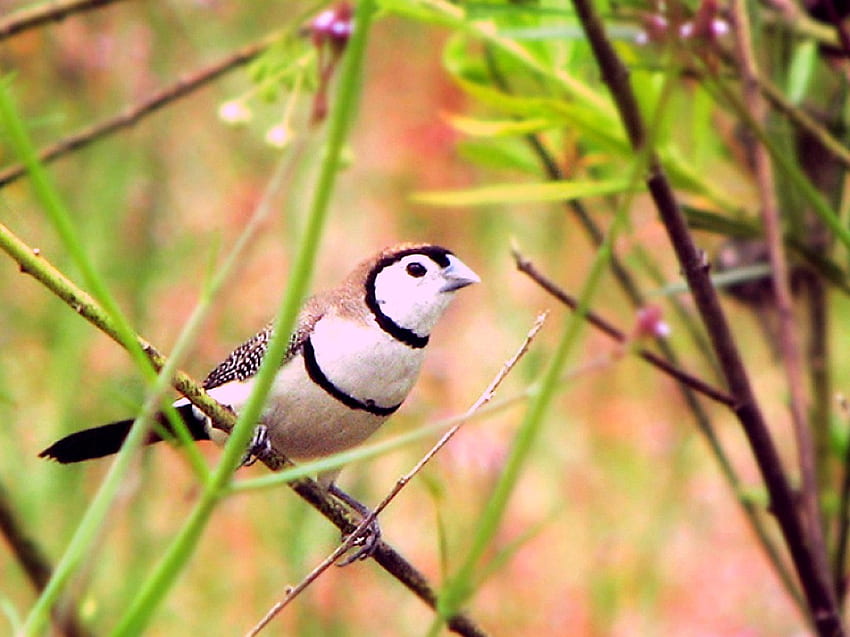 Beautiful Bird, cool, beautiful, bird HD wallpaper | Pxfuel