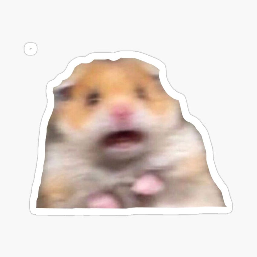 Hamster meme Sticker HD phone wallpaper | Pxfuel