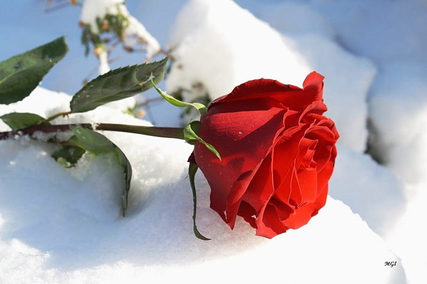 Red rose, winter, white, gift, rose, wimter, flower, love, snow, red, nature HD wallpaper