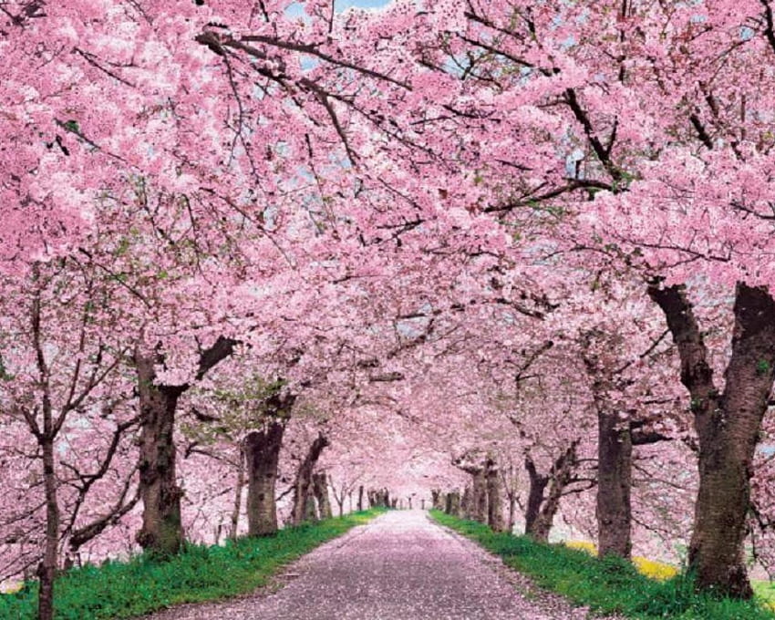 Arbres de fleurs de cerisier japonais, arrière-plan Fond d'écran HD