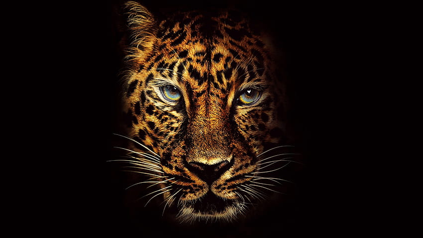 Jaguar, sauvage Fond d'écran HD