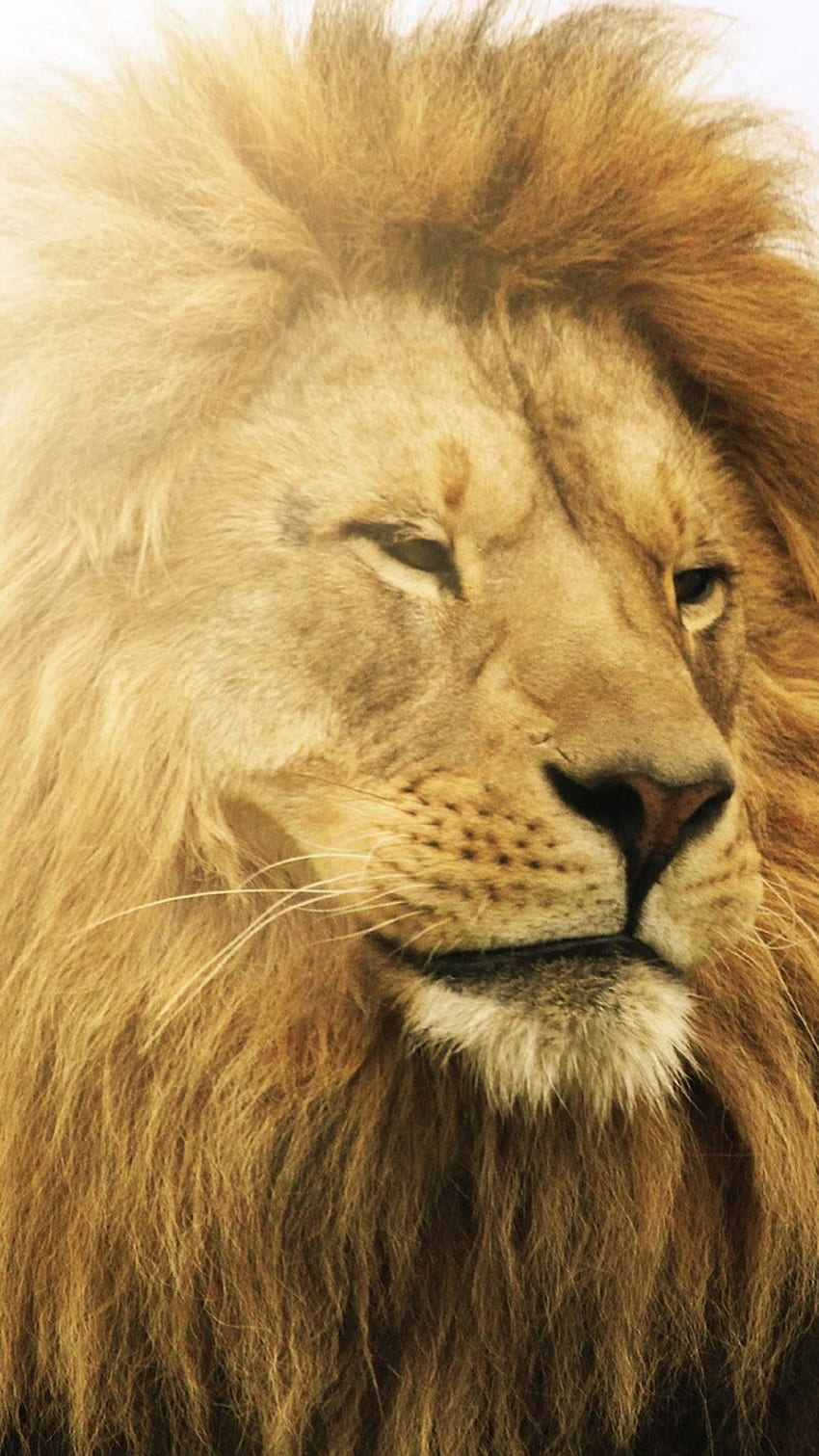Leão, Leão, Rei Da Floresta Papel de parede de celular HD