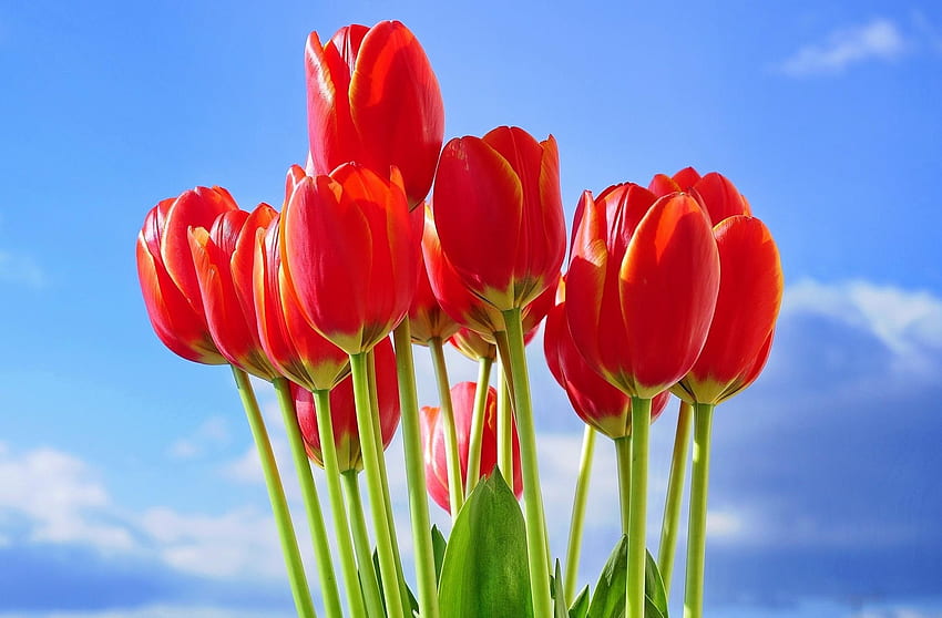 Primavera, fiori, cielo, tulipani, bouquet Sfondo HD