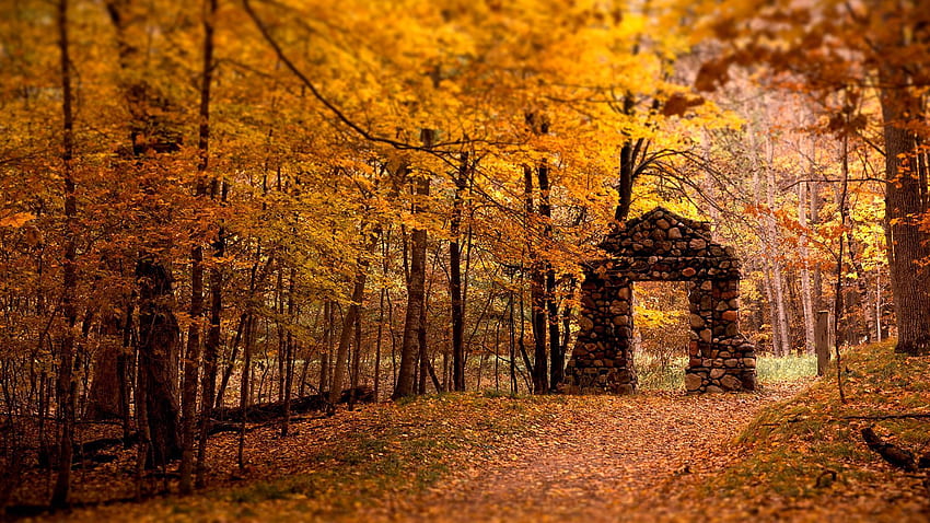 Natura, drzewa, kamienie, jesień, liście, las, ściana, otwarcie, przysłona Tapeta HD