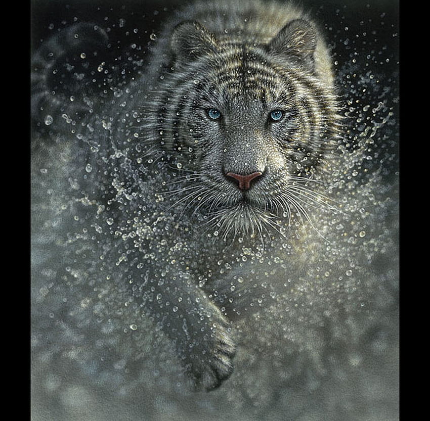 wild, animals, hot, cat, kool, white-tiger HD wallpaper