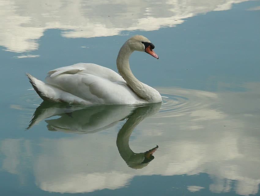 Лебедово отражение, отражение, птица, лебед, вода, езеро HD тапет