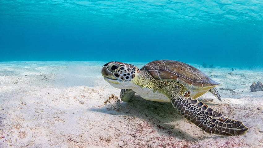 Turtle on Ocean Floor, Underwater, Sand, Turtles, Nature, Oceans HD wallpaper