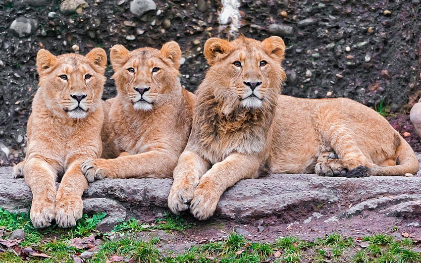 Tiere, Löwen, Raubtiere, Hinlegen, Lügen, Familie HD-Hintergrundbild
