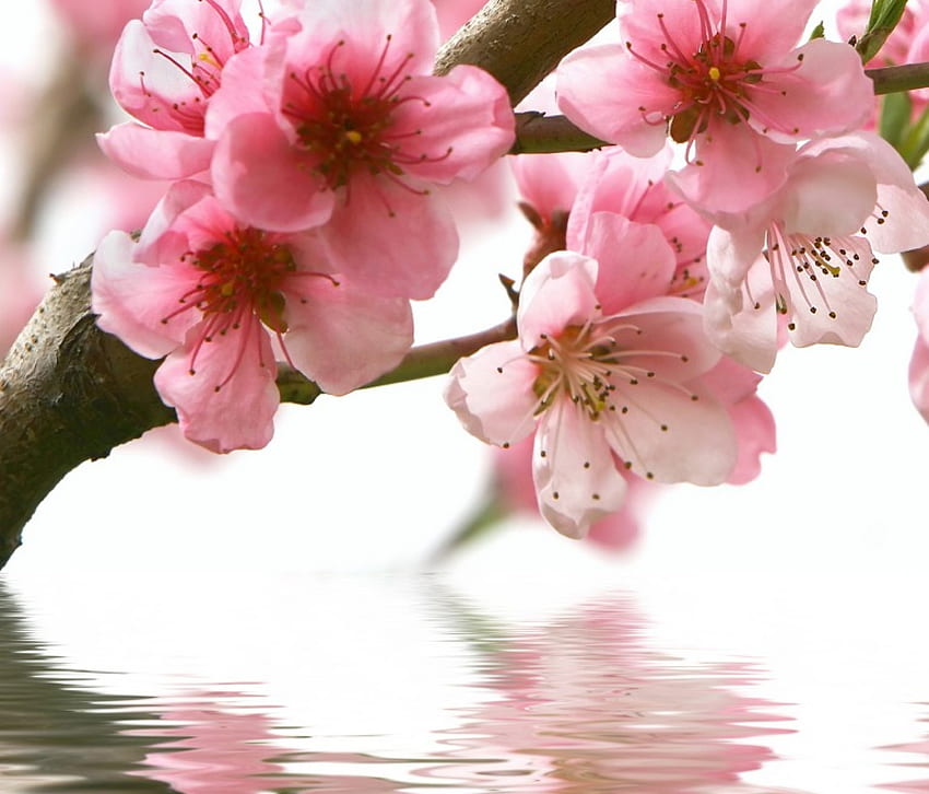 *** Blooming branches reflection ***, blooming, trees, nature, flowers HD wallpaper