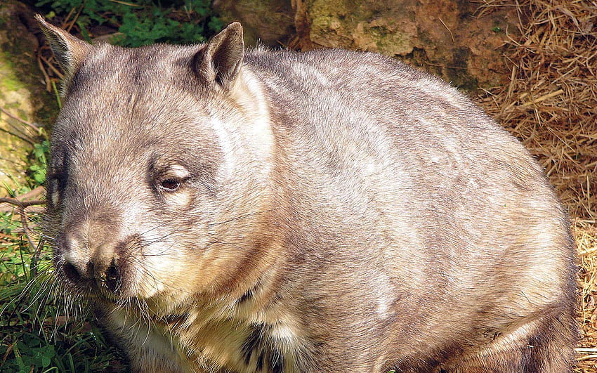 Wombat HD wallpaper