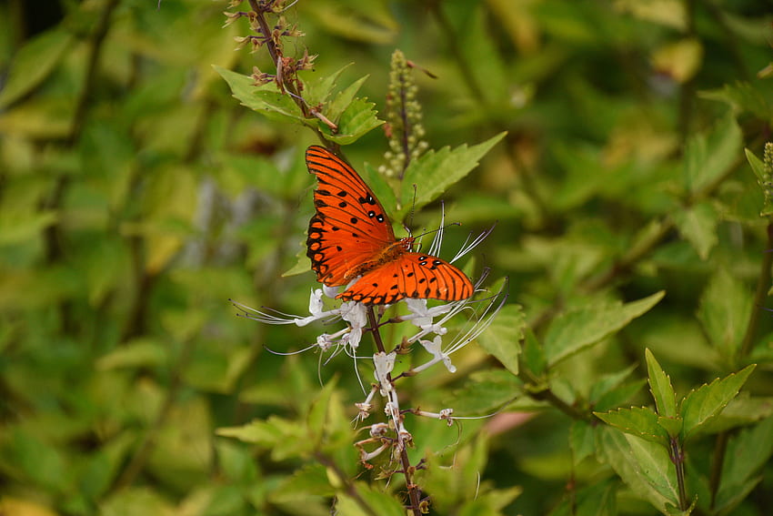 Pflanze, Makro, Braun, Insekt, Schmetterling HD-Hintergrundbild