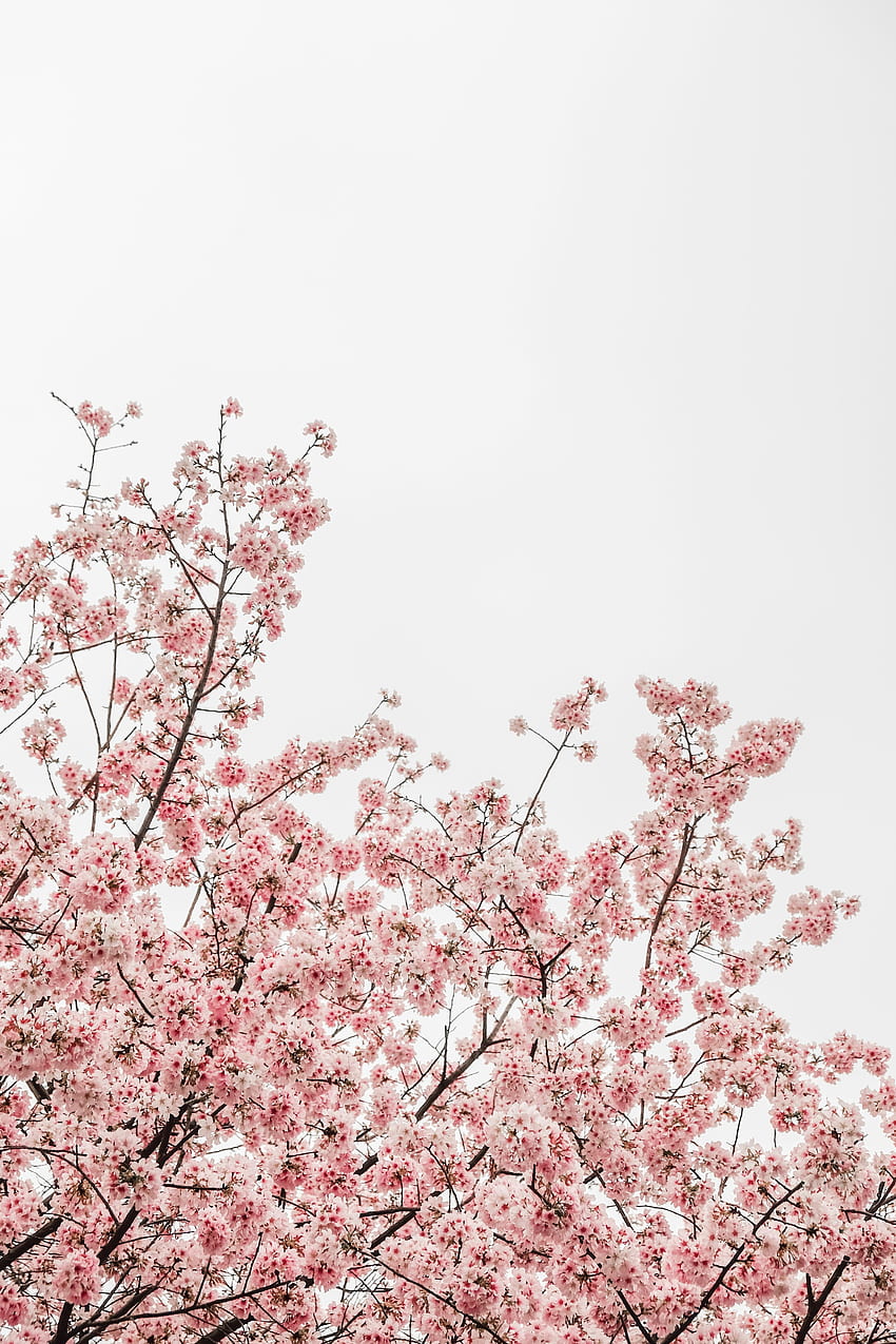 Kirschblüten-Ästhetik, Pastell-Kirschblüte HD-Handy-Hintergrundbild