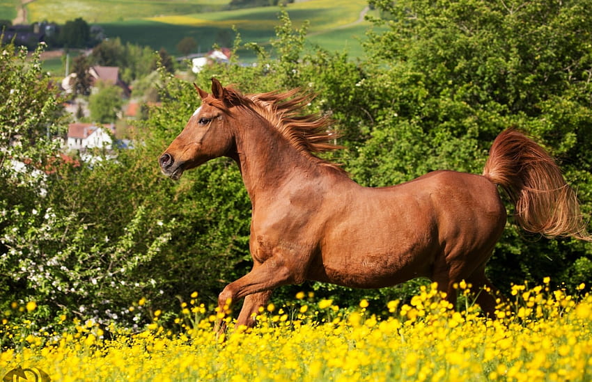 ม้า สัตว์ สีเหลือง ฤดูร้อน ดอกไม้ วอลล์เปเปอร์ HD