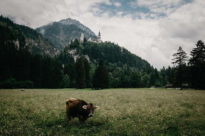 Animals, Grass, Mountains, Lock, Meadow, Bull, Bavaria HD wallpaper