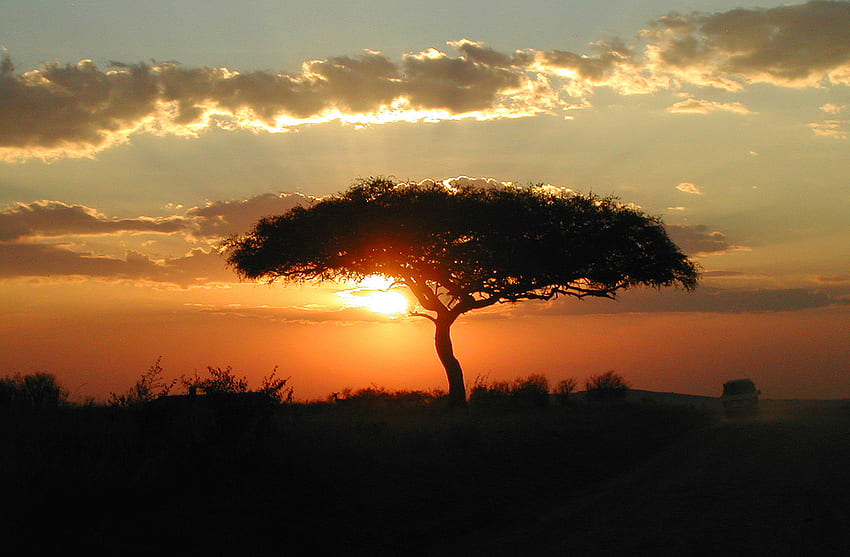 Dietro l'albero, nuvole, albero, tramonto, skyscape Sfondo HD