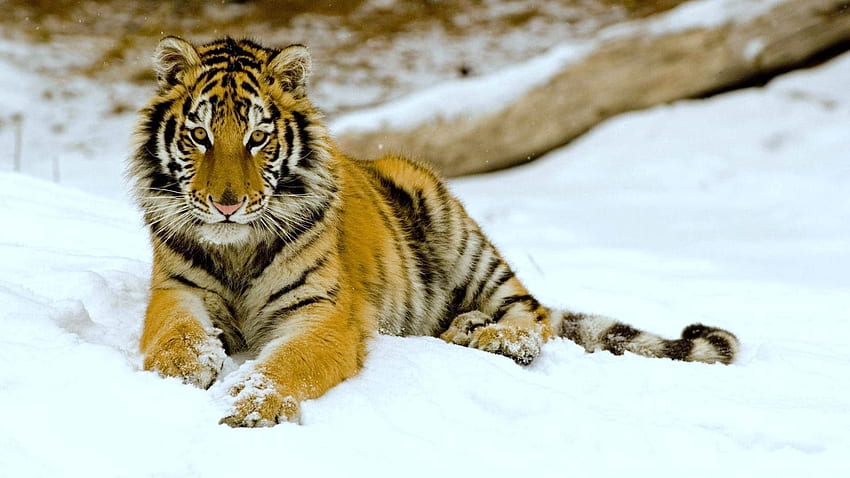 動物, 雪, 横になる, うそをつく, 捕食者, 大きな猫, 虎 高画質の壁紙