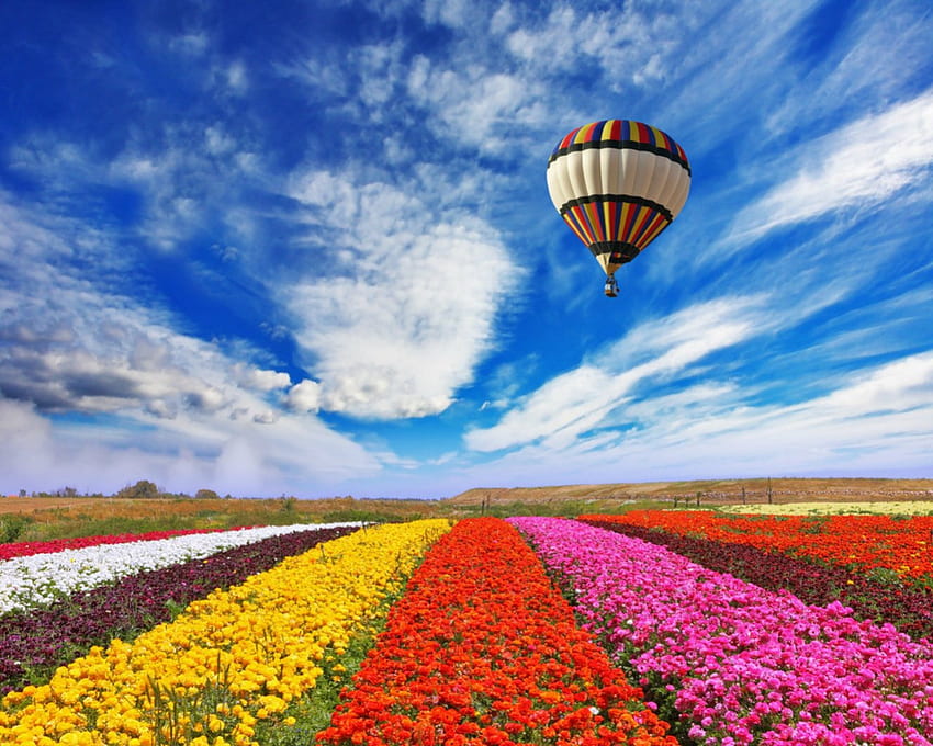Flower field, air balloon, field, sky, nature, flowers HD wallpaper