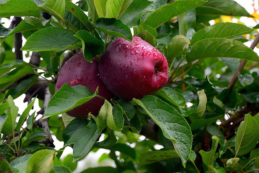 ผลไม้ อาหาร แอปเปิ้ล หยด ไม้ ต้นไม้ กิ่งไม้ วอลล์เปเปอร์ HD