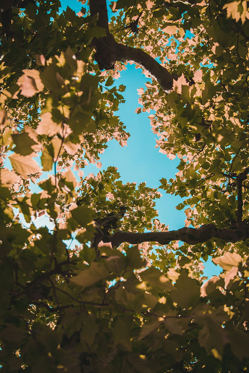 Nature, Sky, Leaves, Wood, Tree, Crown, Krone, Branches HD phone wallpaper