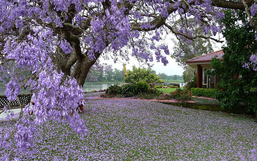 ธรรมชาติ ไม้ กลีบดอก ต้นไม้ บาน ดอก บ้าน สวน ฤดูใบไม้ผลิ ลาน ลาน วอลล์เปเปอร์ HD