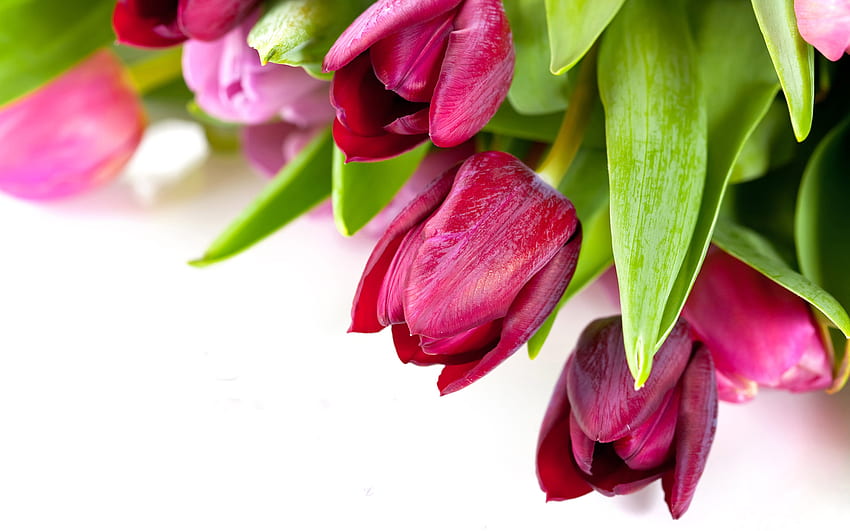tulipany, tulipan, bukiet, wdzięcznie, graficznie, piękny, miły, delikatnie, fioletowy, kwiat, chłodny, kwiaty, harmonia Tapeta HD