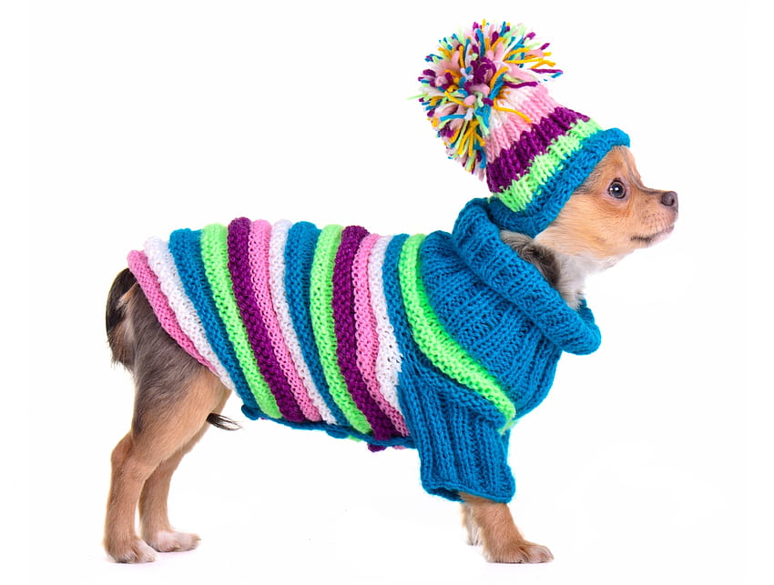 Чихуахуа, синьо, куче, зима, животно, бяло, сладко, кученце, розово, костюм, смешно, шапка, кейн HD тапет
