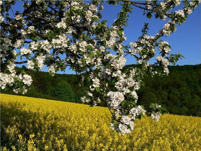 Spring Blossoms ธรรมชาติ ดอกไม้ ฤดูใบไม้ผลิ บุปผา วอลล์เปเปอร์ HD