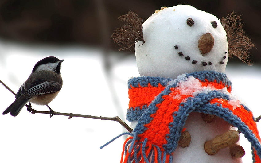 동물, 겨울, 눈, 눈사람, 새, 젖꼭지, Titica, 스카프 HD 월페이퍼