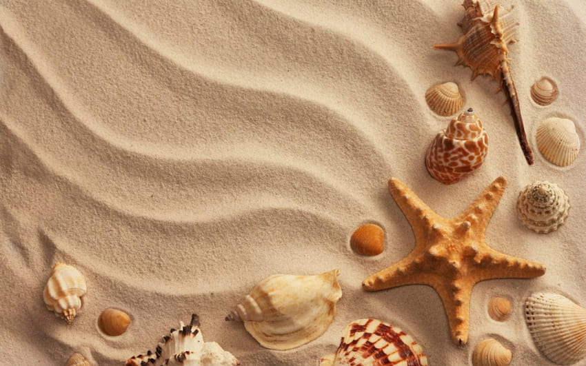 Shells and starfish, starfish, shells, sands, nice HD wallpaper