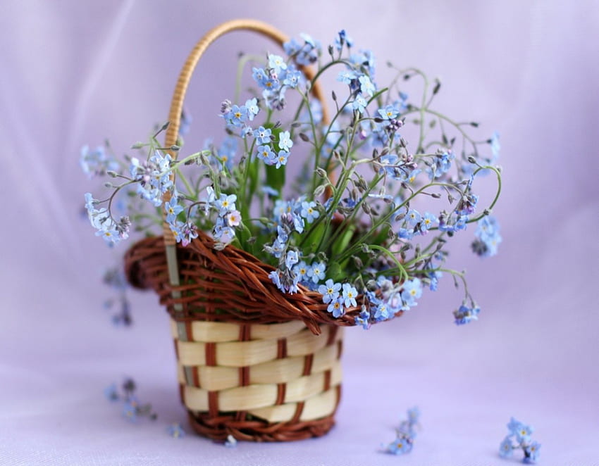 Ein wenig Zärtlichkeit, blau, Weichheit, Korb, Zärtlichkeit, Blütenblätter, weich, Blumen, Schönheit HD-Hintergrundbild
