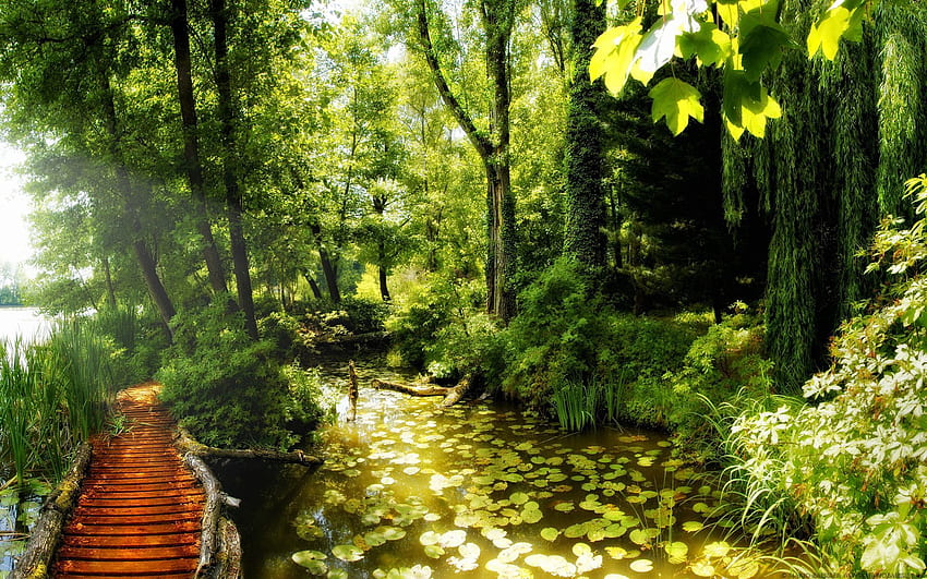 Nature, Water, Summer, Water Lilies, Lake, Bridge, Jungle, Basin, Thicket, Thickets HD wallpaper
