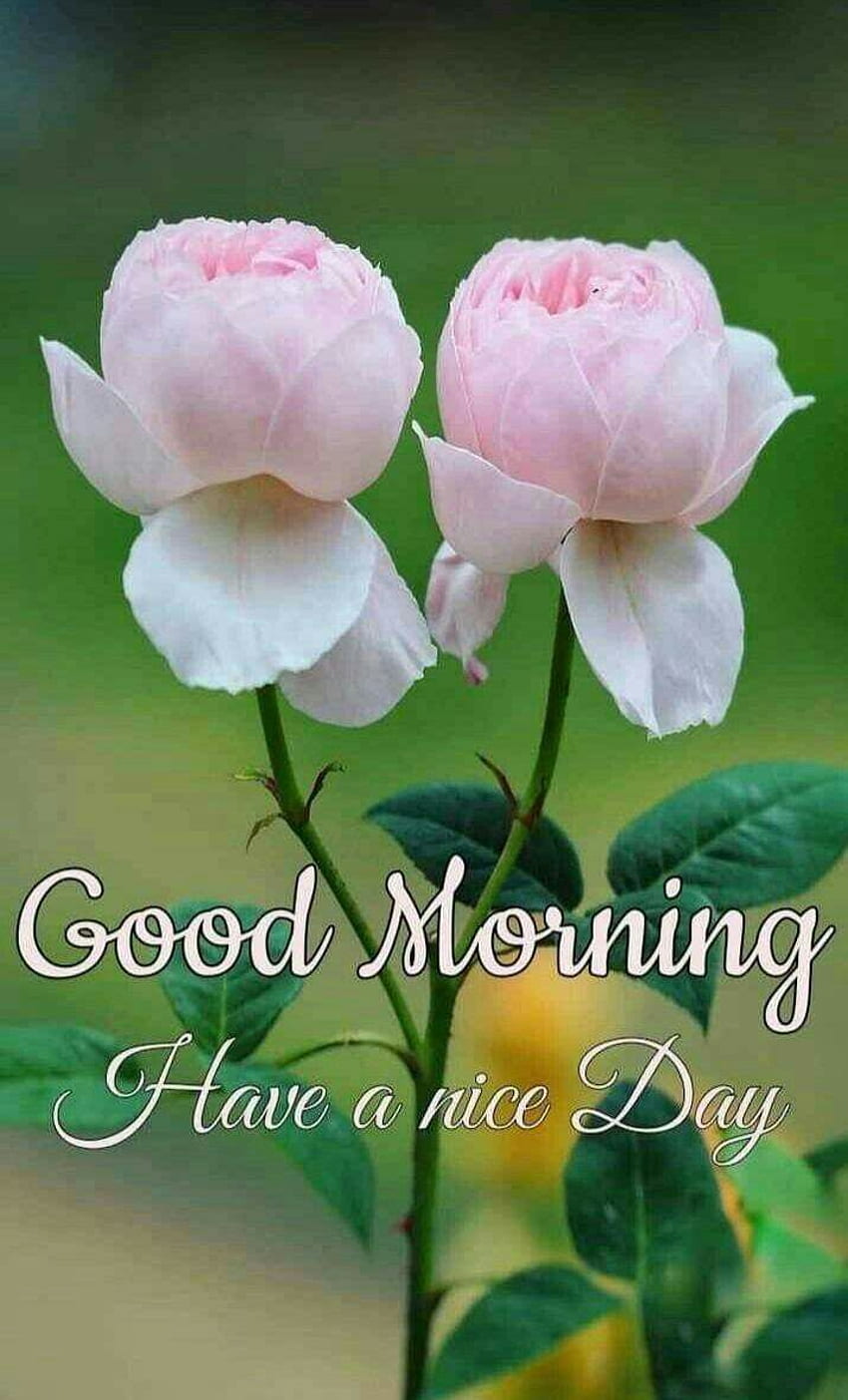 Good Morning , Good Morning , Good Morning Beautiful Pics, Good Morning greeting, Go. Good morning flowers, Good morning roses, Good morning HD phone wallpaper