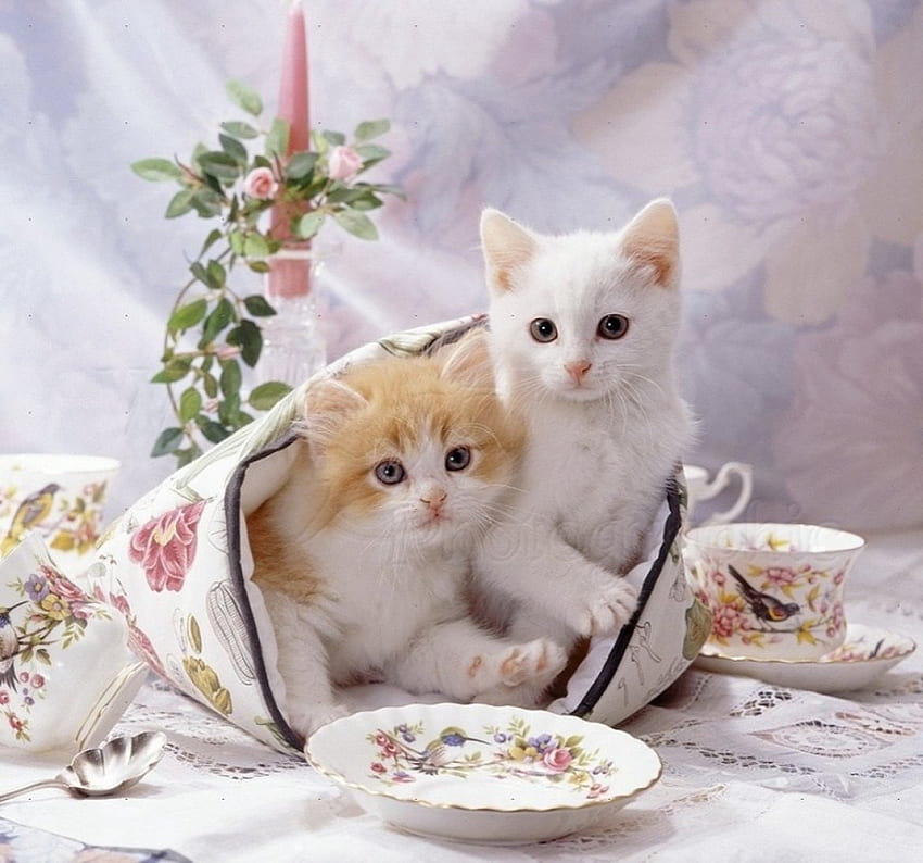 Czas na herbatę, koty, filiżanki do herbaty, zwierzęta, kocięta Tapeta HD