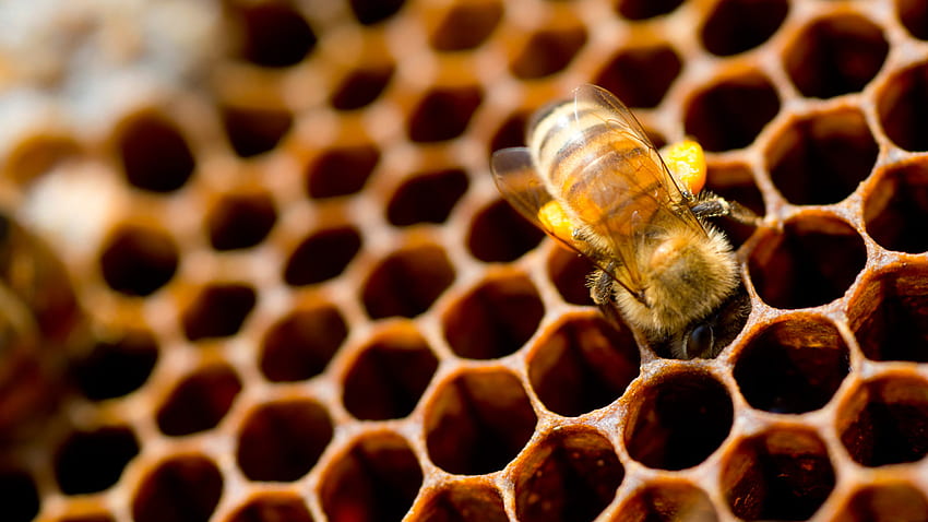 Най-добри практики за управление на пчеларството във Вирджиния, пчелин HD тапет