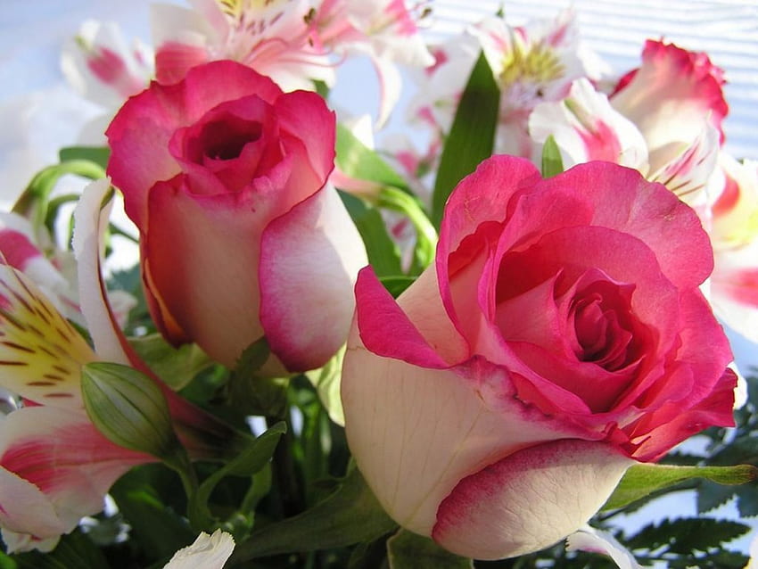 ดอกตูมที่สวยงาม, สวน, ช่อดอกไม้, ดอกตูม, กุหลาบ, พืช, ความสมบูรณ์แบบ, ของขวัญ, ดอกไม้ วอลล์เปเปอร์ HD