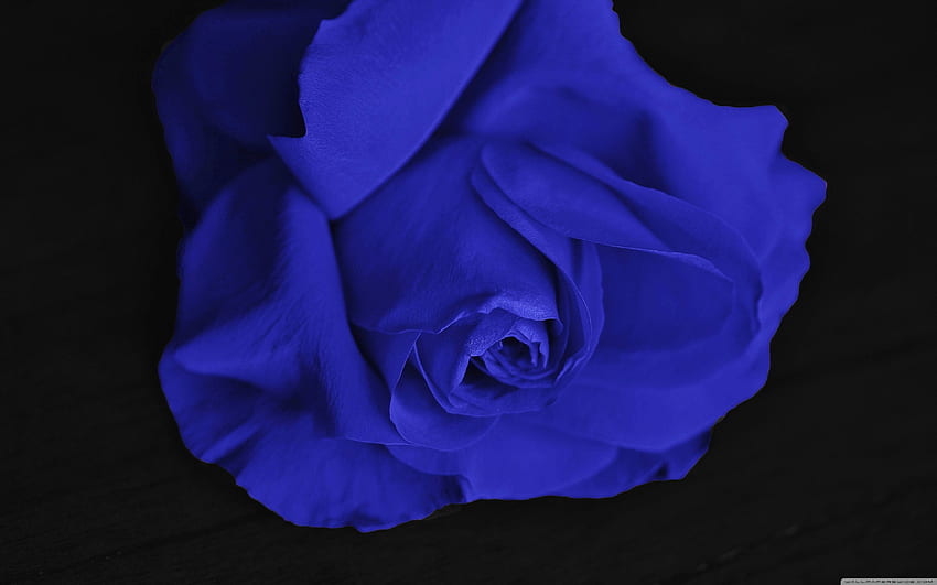 Single Blue Rose, Black and Blue Rose HD wallpaper | Pxfuel