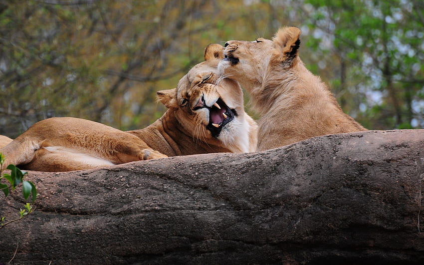 Animali, coppia, coppia, leone, predatore, gioco, cura Sfondo HD