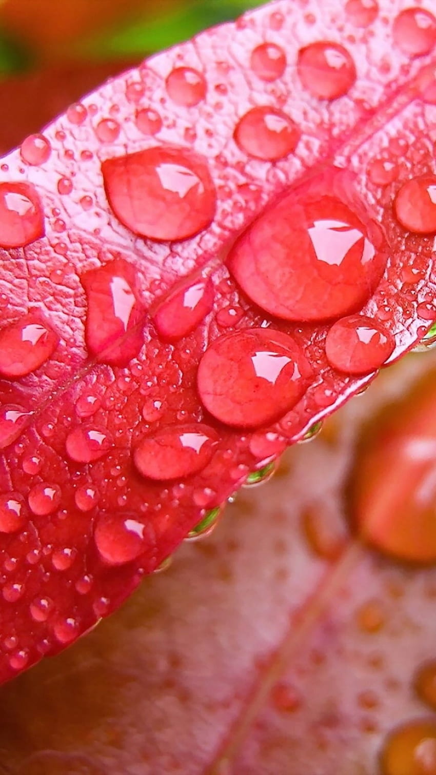 Water Drop Notch, Red Leaves, drops HD phone wallpaper