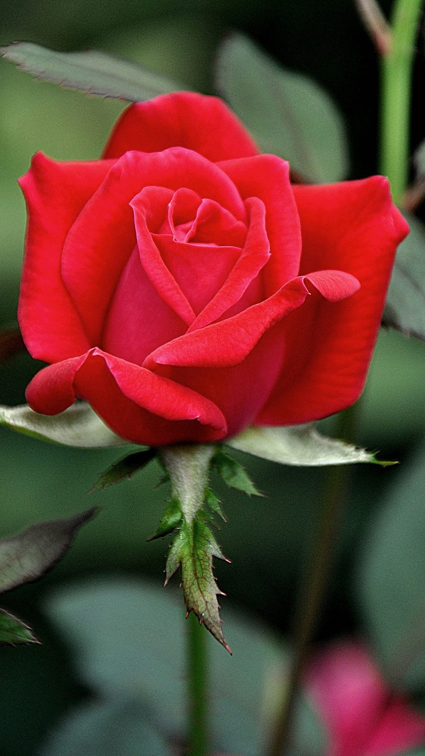 Hermosa flor rosa roja, hermosa flor fondo de pantalla del teléfono