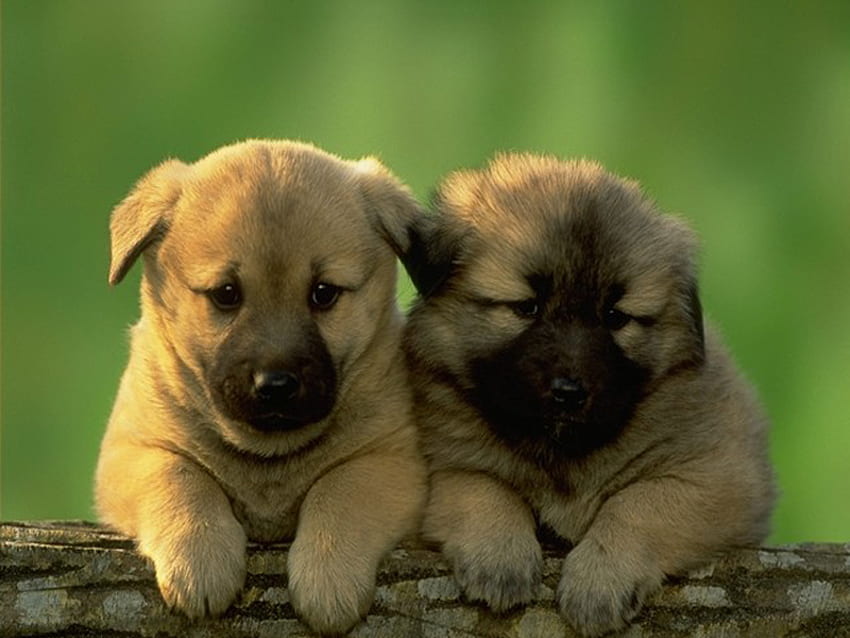 dos lindos cachorros, dos, lindas, perrito, adorables fondo de pantalla