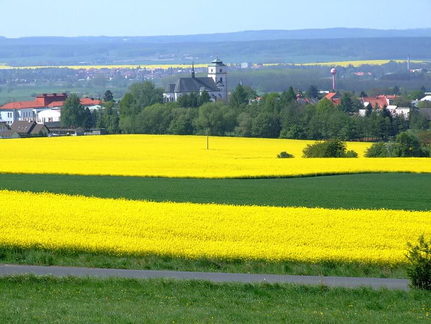 Un ampio colore di giallo, erba, cielo, piante, giallo Sfondo HD