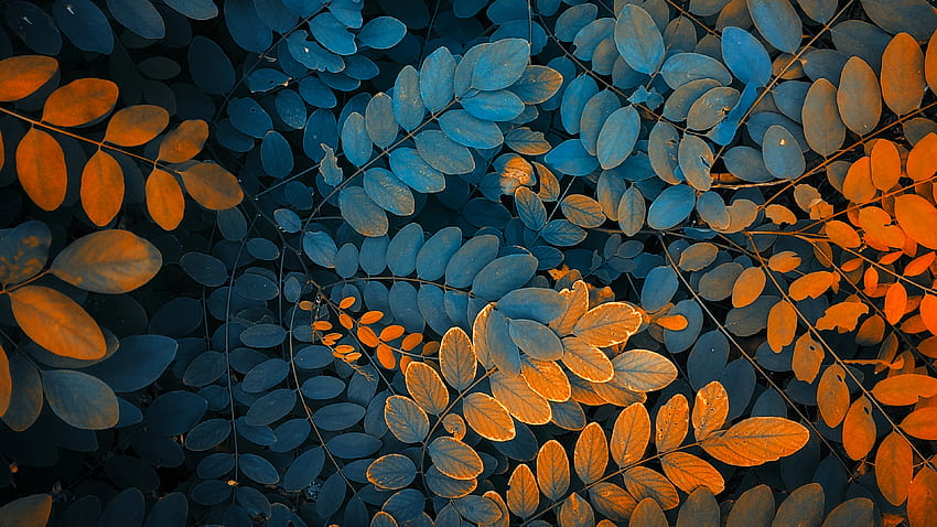 Zioła, mały liść, gałęzie, natura Tapeta HD