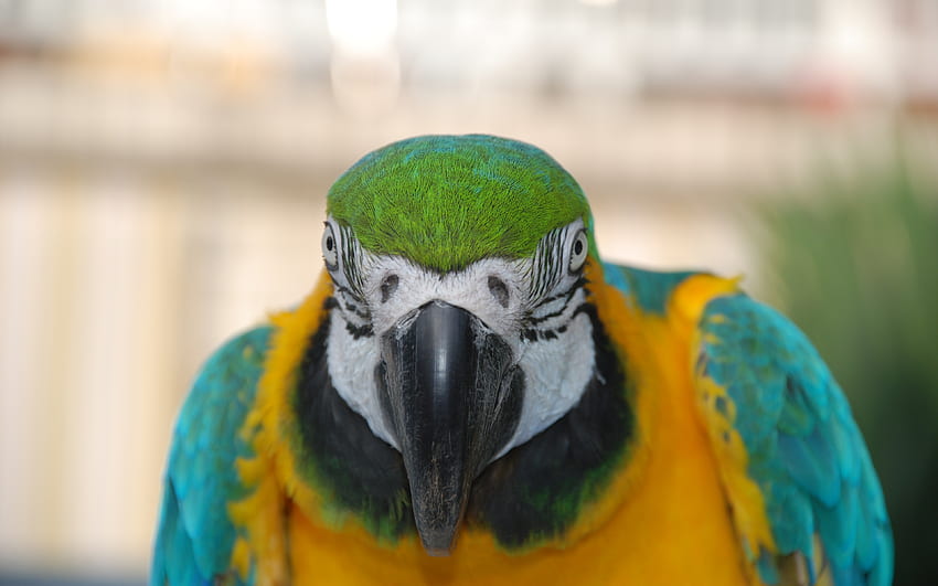 Macaw, birds, plumage, animals, beautiful HD wallpaper