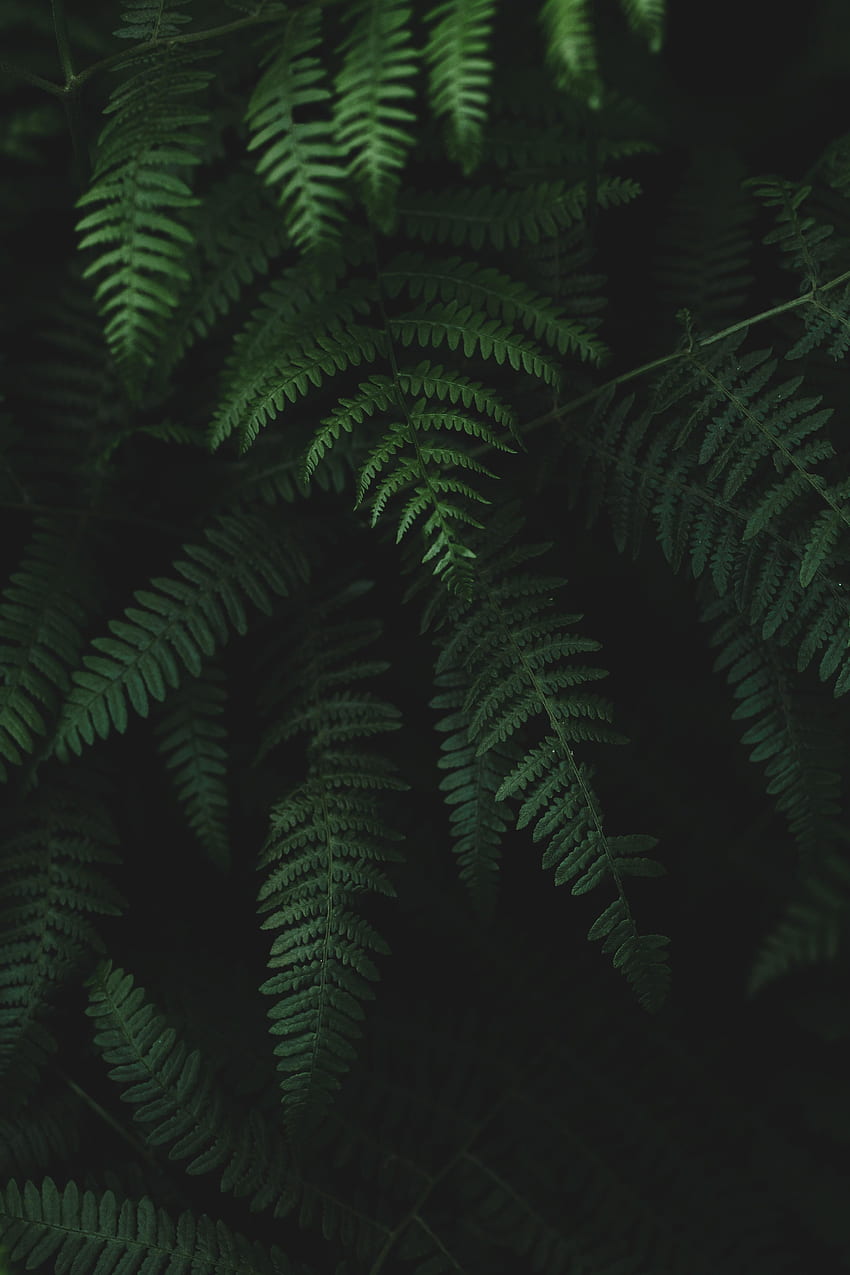 Plants, Leaves, Dark, Fern HD phone wallpaper