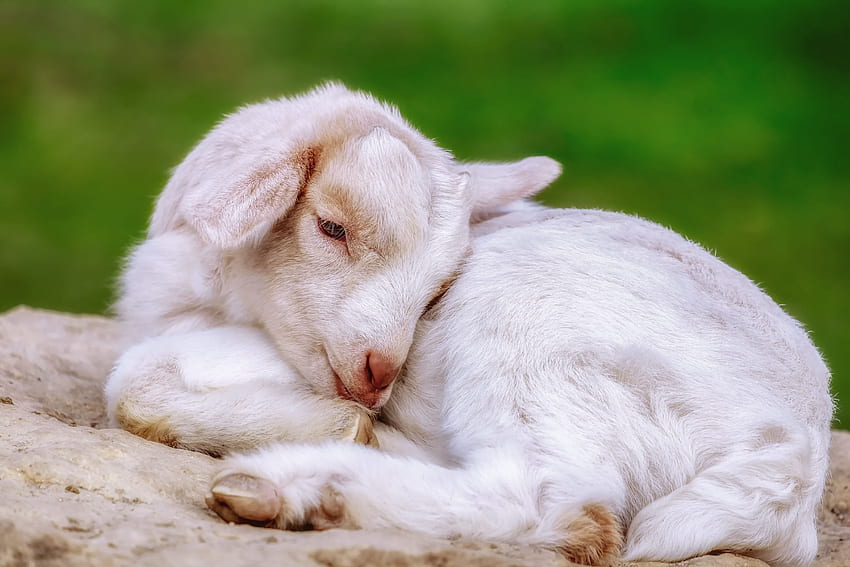 Cute White Baby Goat also Called a Kid Ultra HD wallpaper
