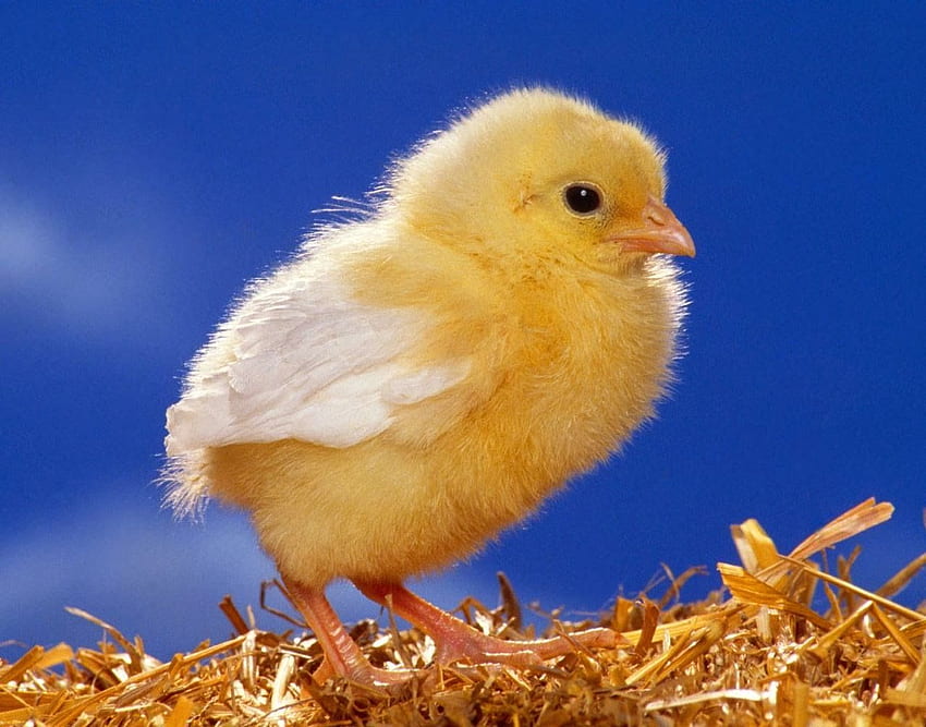 Chicks Chick Chicken  Free photo on Pixabay  Pixabay