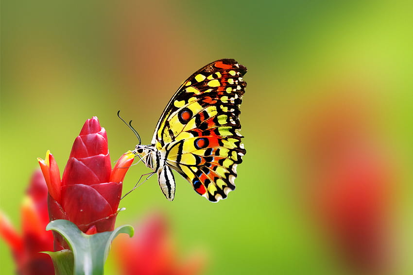 Butterfly . Cute Colorful HD wallpaper