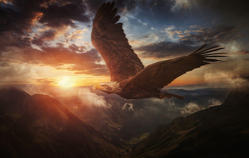 the sky, sunset, mountains, bird, wings, flight, Bald eagle for , section животные HD wallpaper