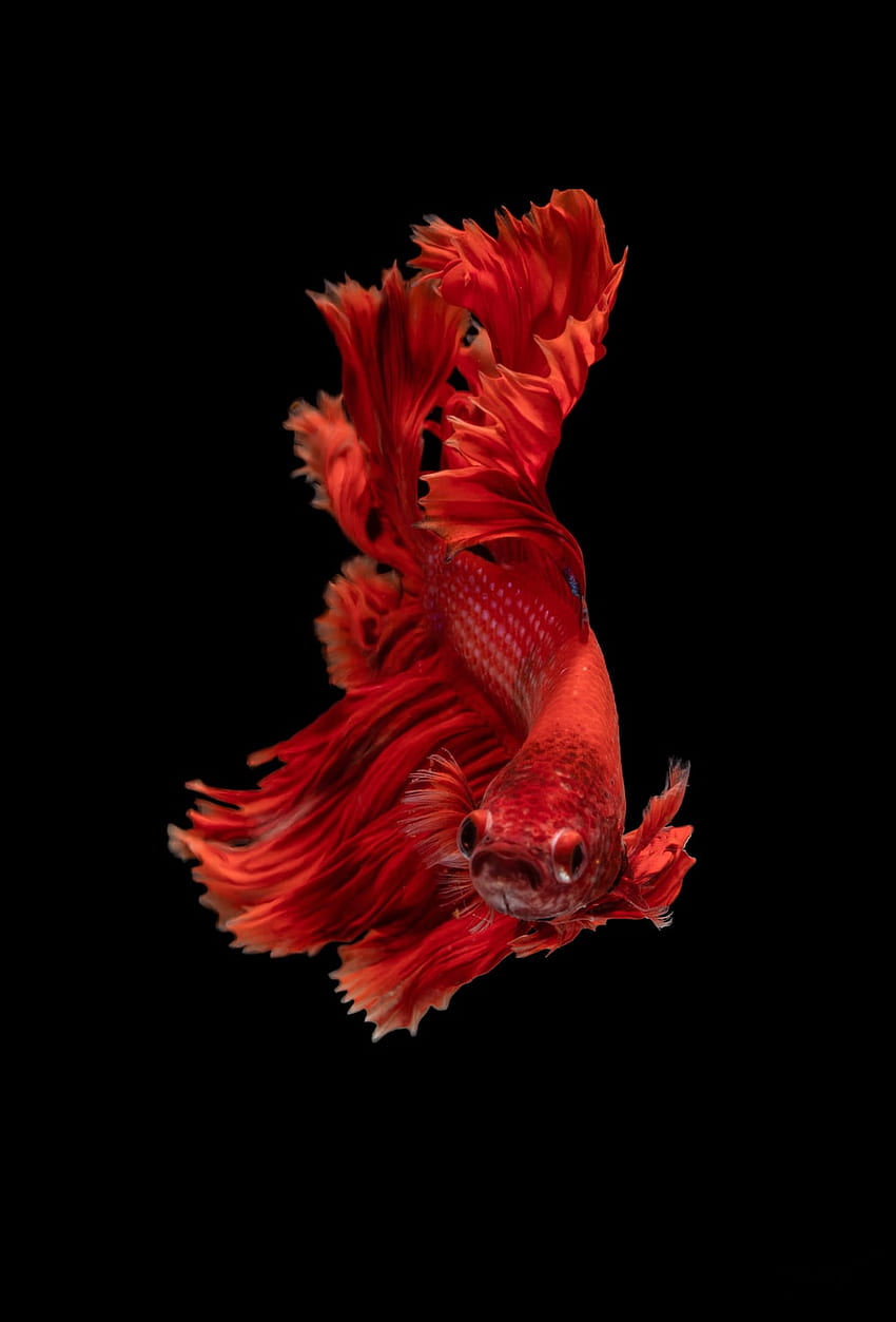赤シャムの戦いの魚 – 動物 HD電話の壁紙